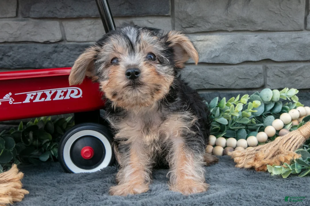 Yorkshire Terrier dogs for sale: Marietta - Ad 3