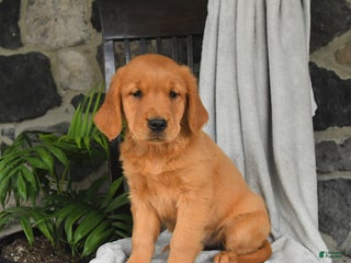 Golden Retriever dogs - Ad 32