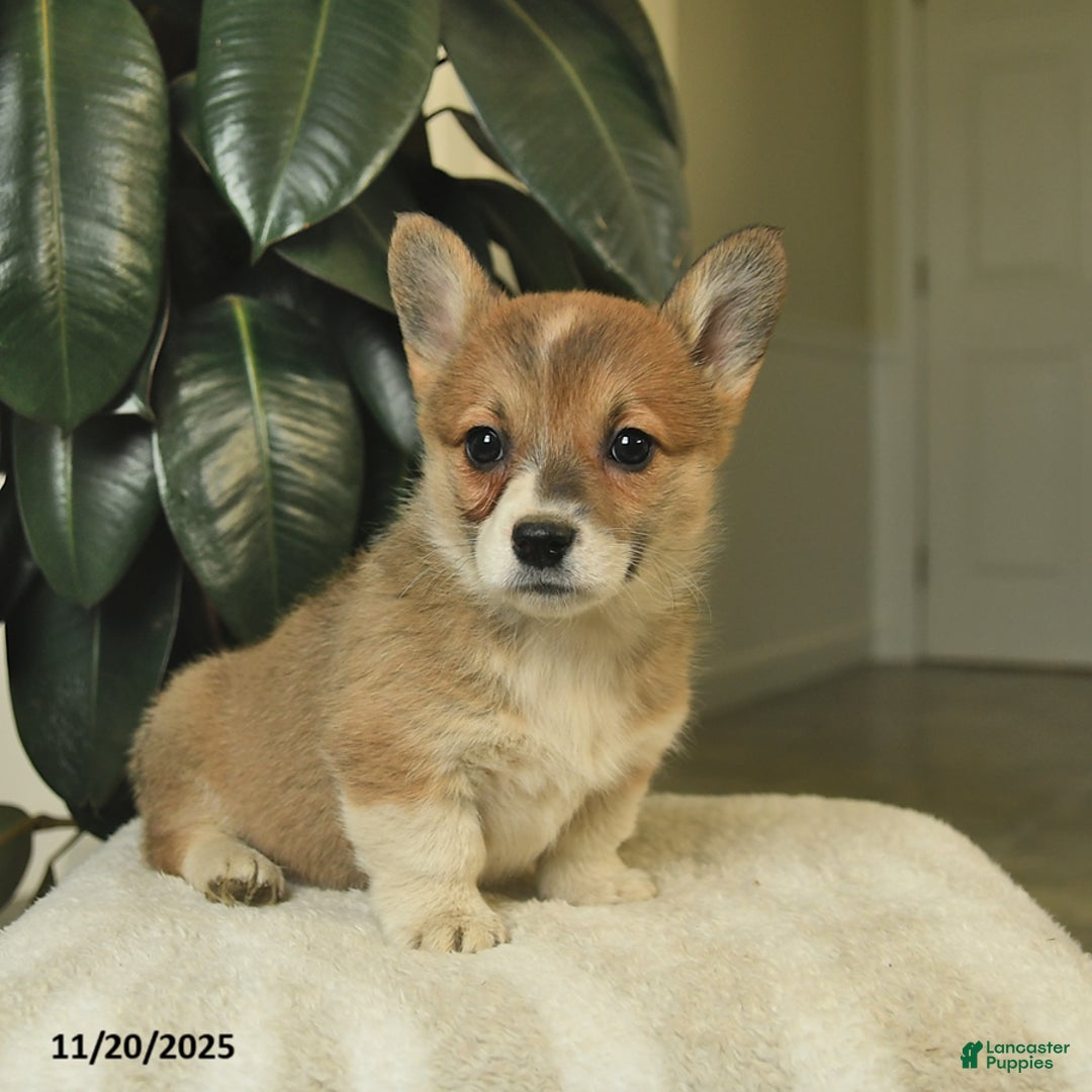 Welsh Corgi Pembroke dogs for sale: Clover  - Ad 4
