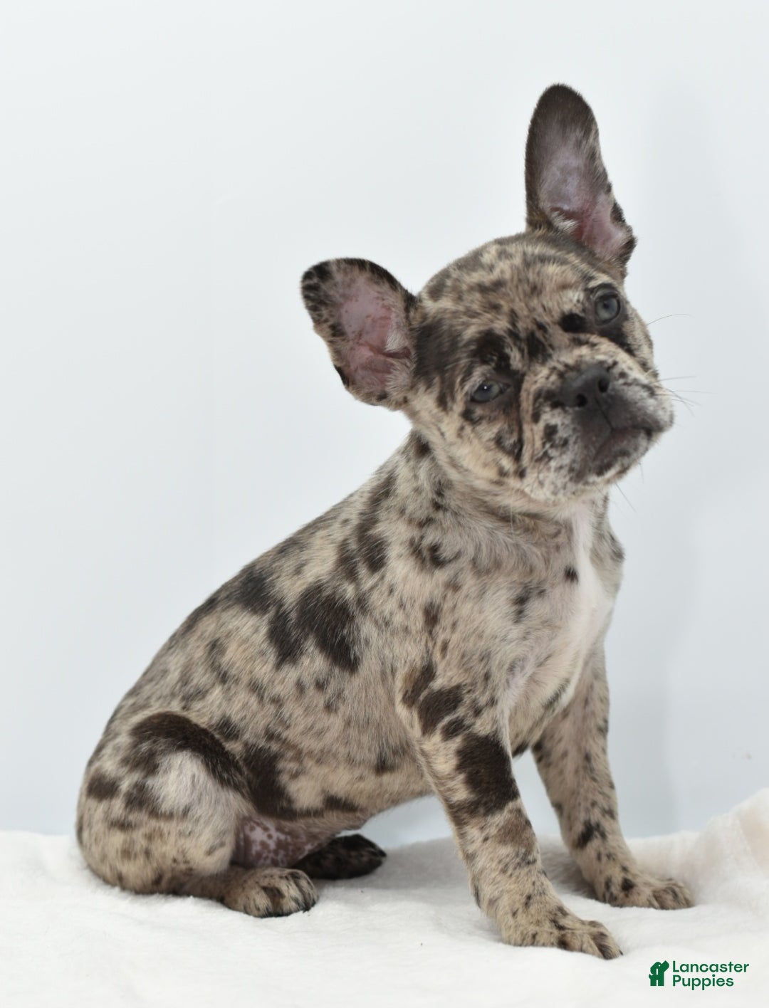 Mixed Breed dogs for sale: Zuki hybrid puppy  - Ad 16