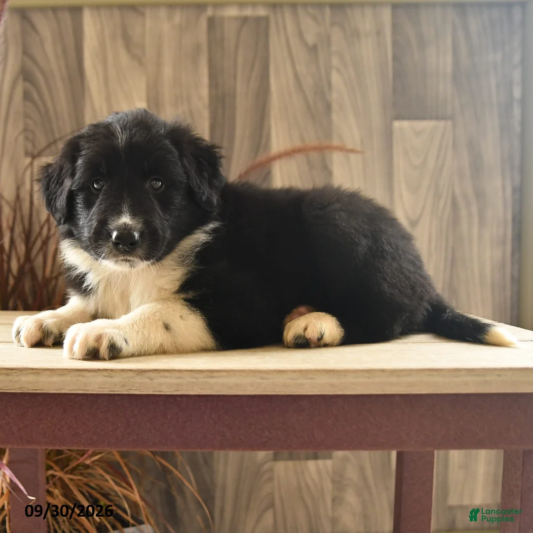 Mixed Breed dogs for sale: Mighty Mike - Ad 2