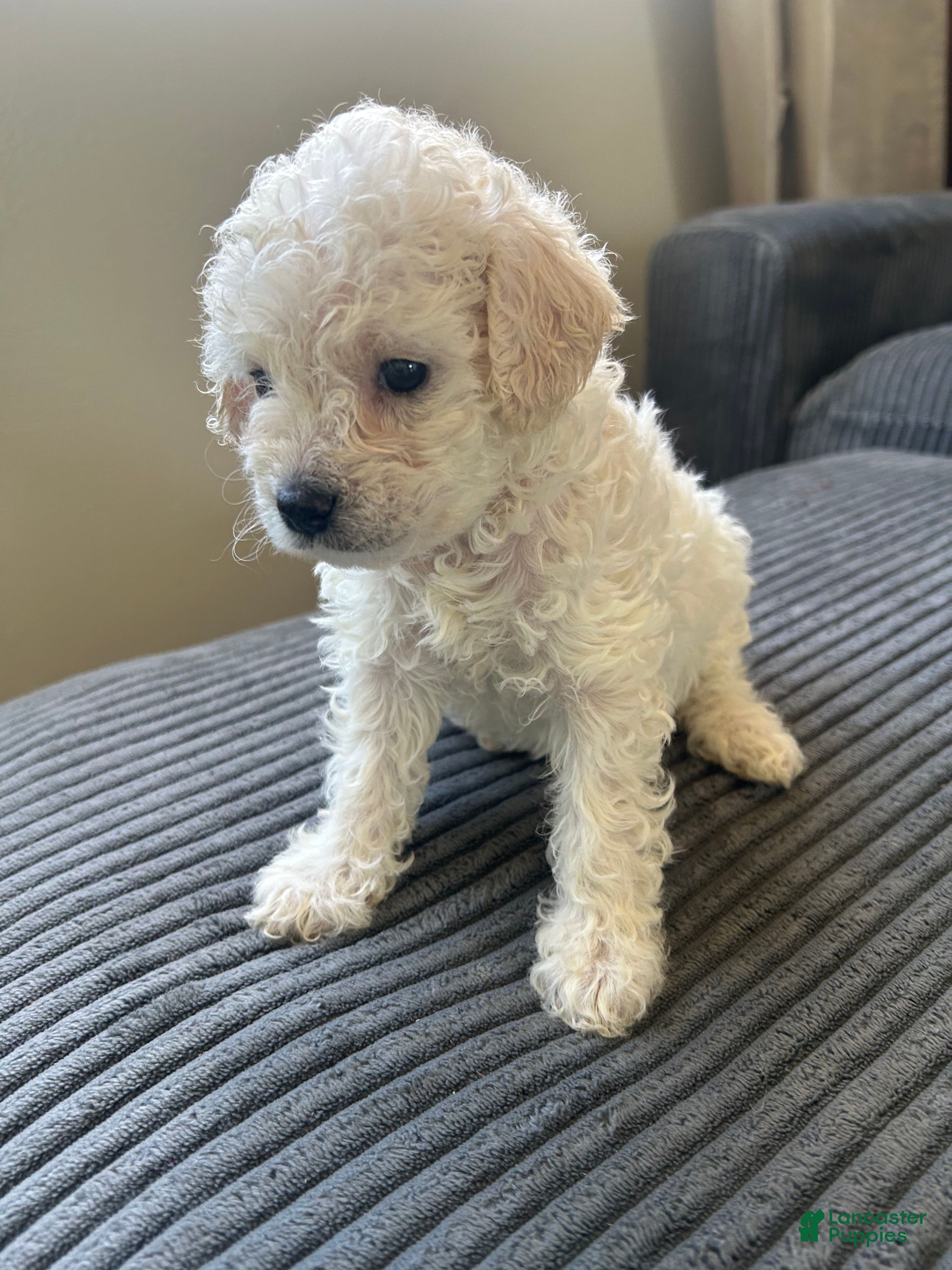 Mixed Breed dogs Mixed Breed 4 - Ad 35