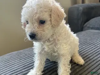 Mixed Breed dogs Mixed Breed 4 - Ad 24