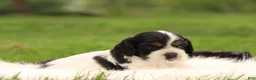 Cocker Spaniel dogs for sale: Spruce - Ad 3