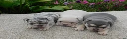 French Bulldog dogs for sale: Sammie - Ad 9