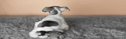 Miniature Schnauzer dogs for sale: Spot  - Ad 4