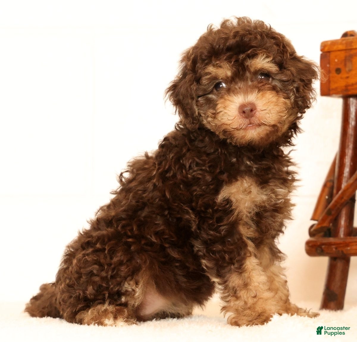 Havapoo dogs Daisy - Ad 1