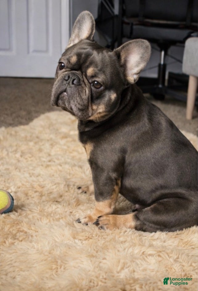 French Bulldog dogs Unknown  - Ad 1