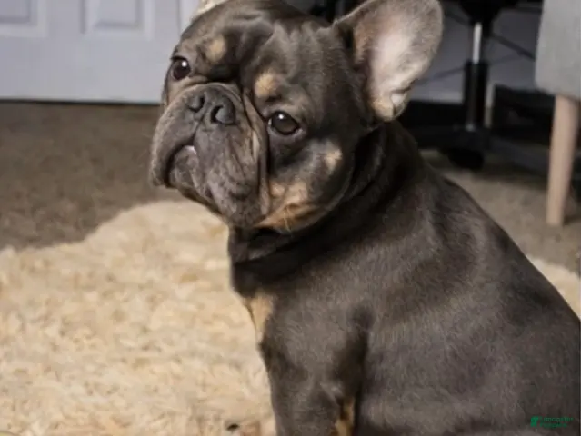 French Bulldog dogs for stud: (STUD SERVICE) Mr. Bentley - Ad 1