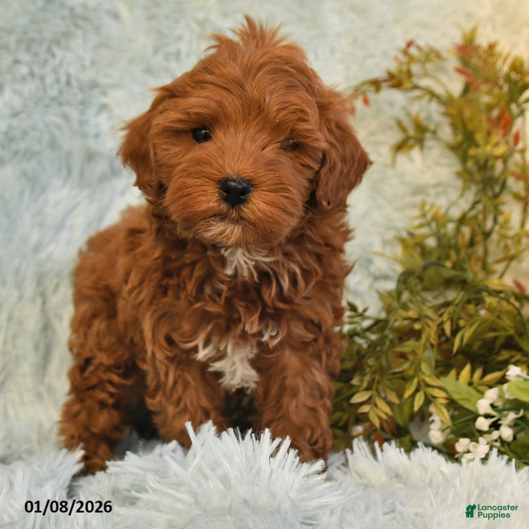 Cockapoo dogs for sale: Bubba - Ad 3