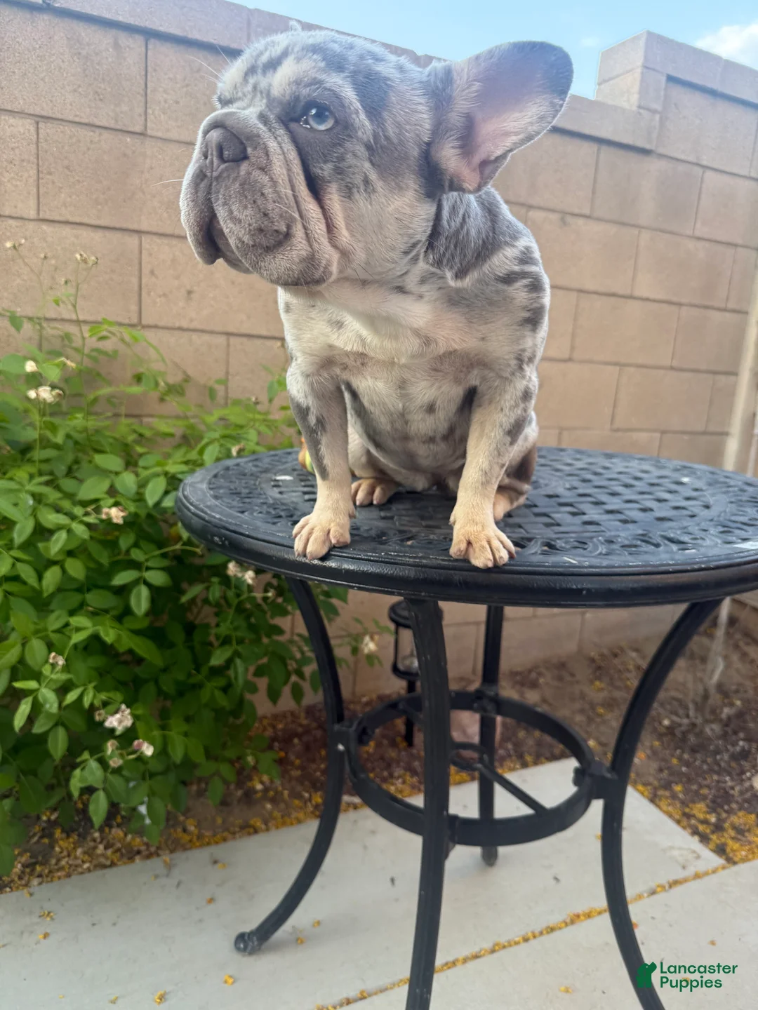 French Bulldog dogs for sale: OAKLEY - Ad 1