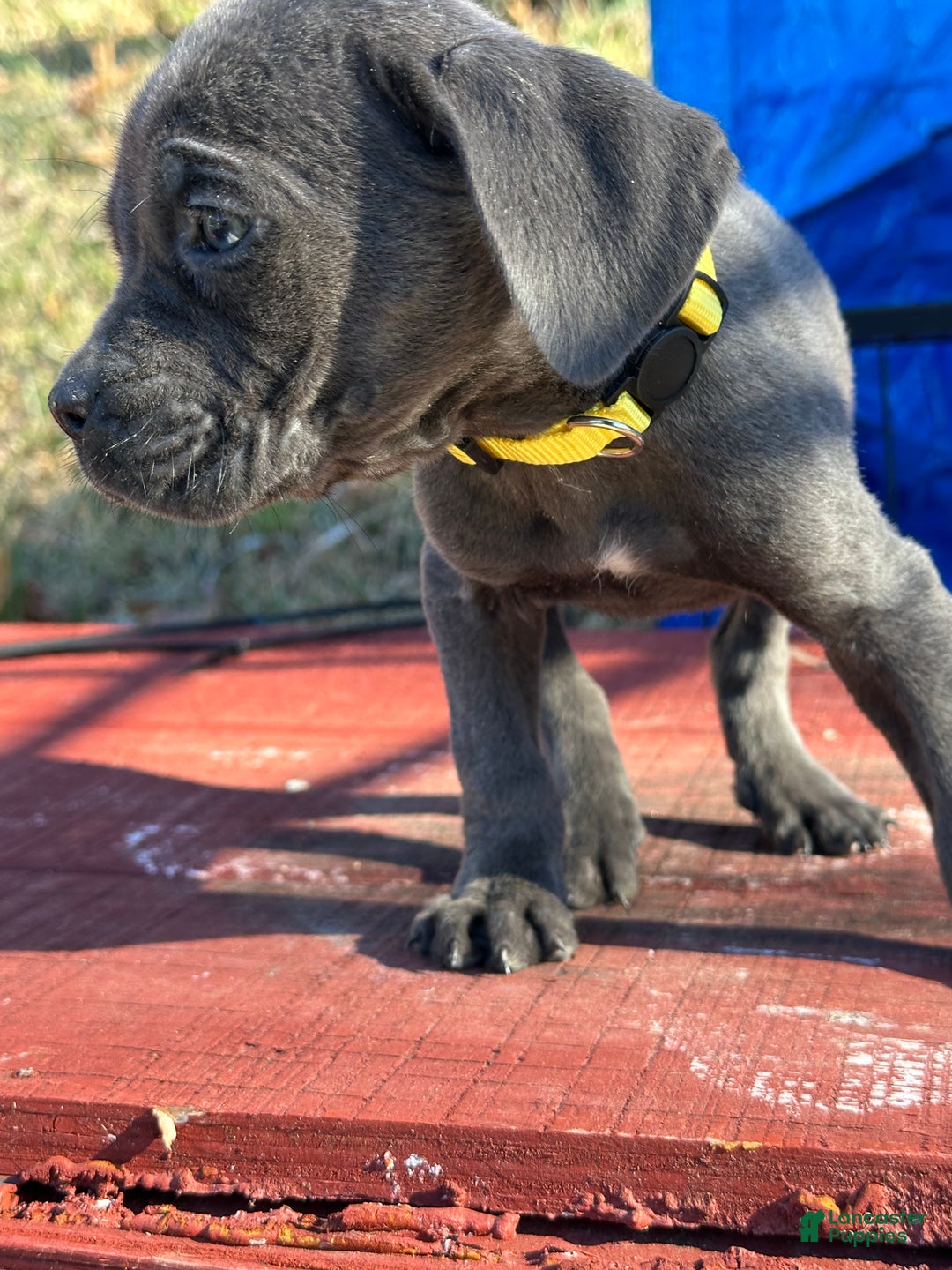 Cane Corso dogs for sale: Alia - Ad 3