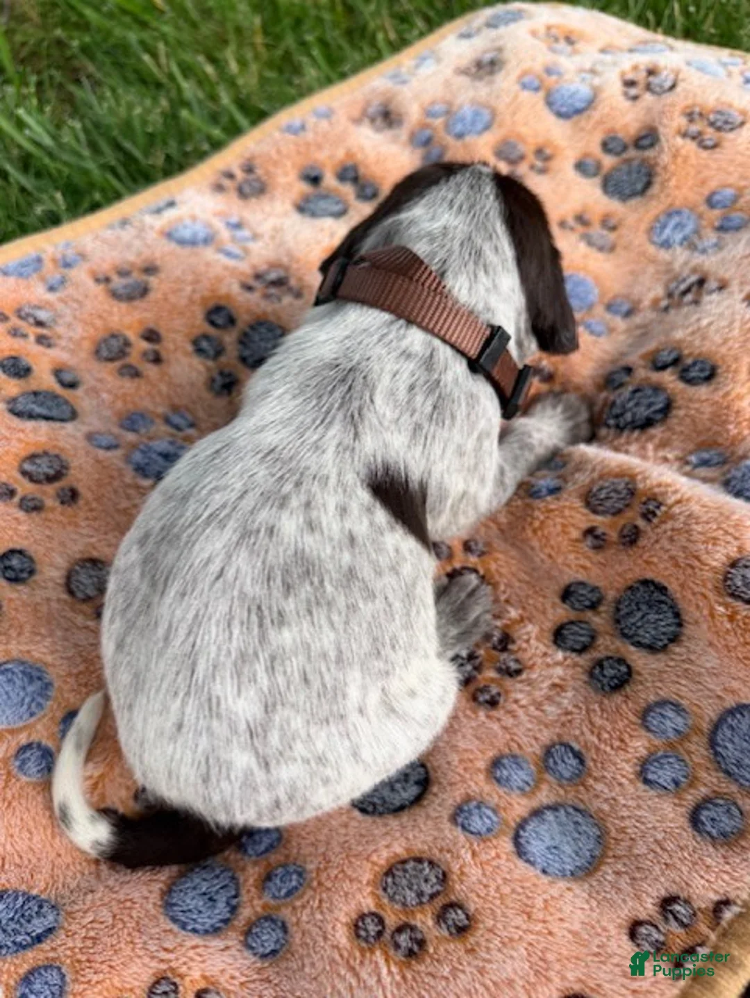 Wirehaired Pointing Griffon dogs for sale: Puppy 4 - Ad 2