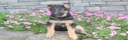 German Shepherd dogs for sale: Avery - Ad 5