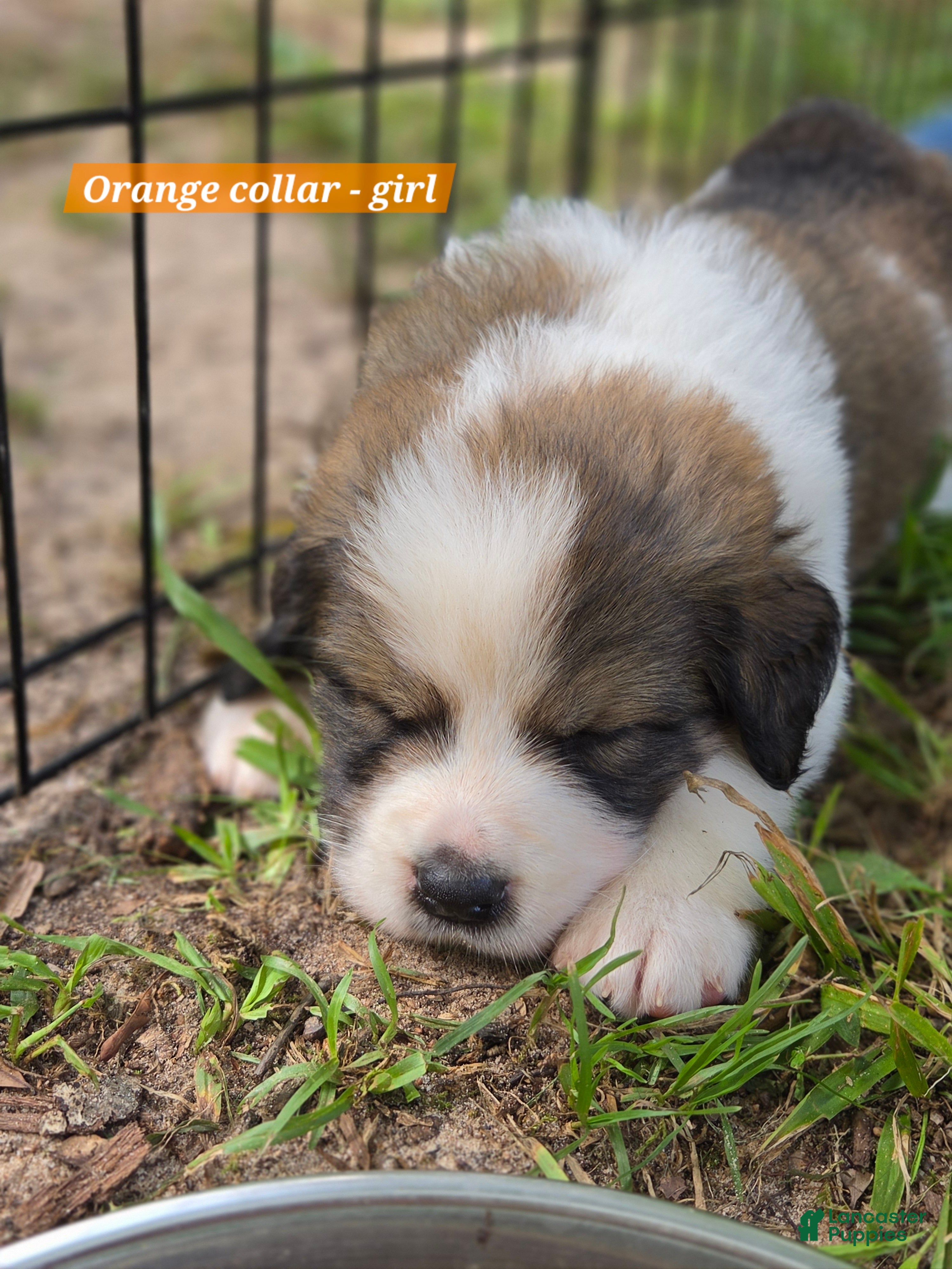 Mixed Breed dogs Orange collar - Ad 32