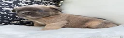 French Bulldog dogs for sale: Ash - Ad 4