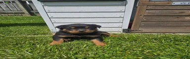 Lilly