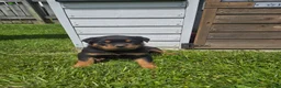 Rottweiler dogs for sale: Lilly - Ad 1