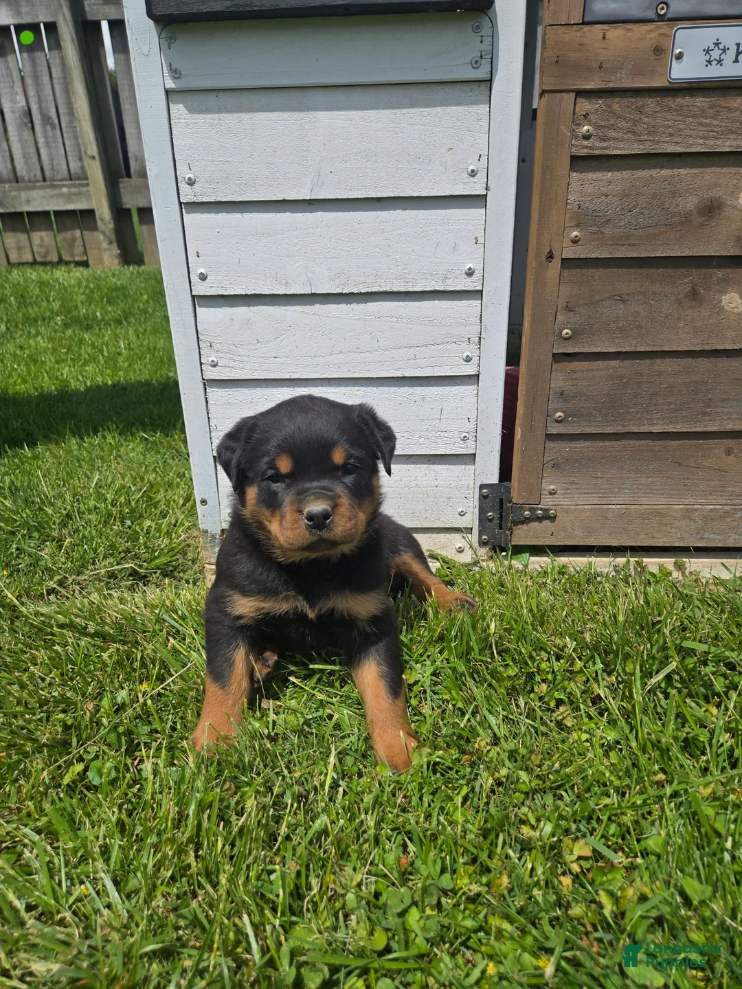 Rottweiler dogs for sale: Lilly - Ad 1
