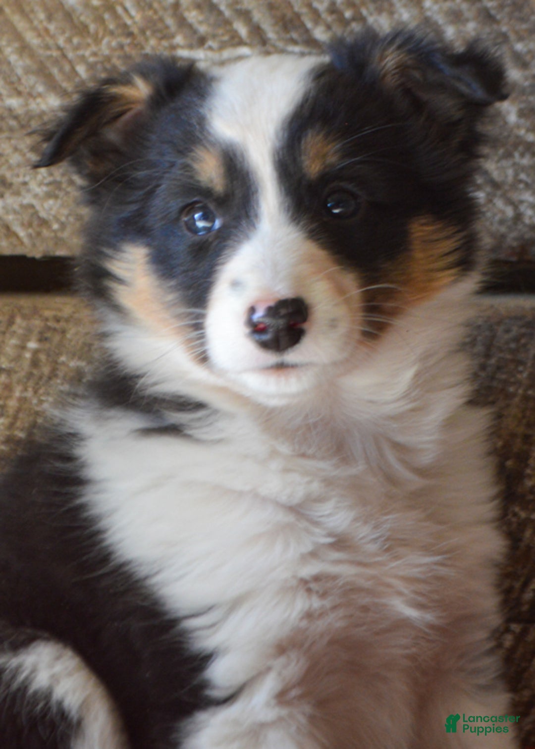 Mixed Breed dogs for sale: Dakota - Ad 2