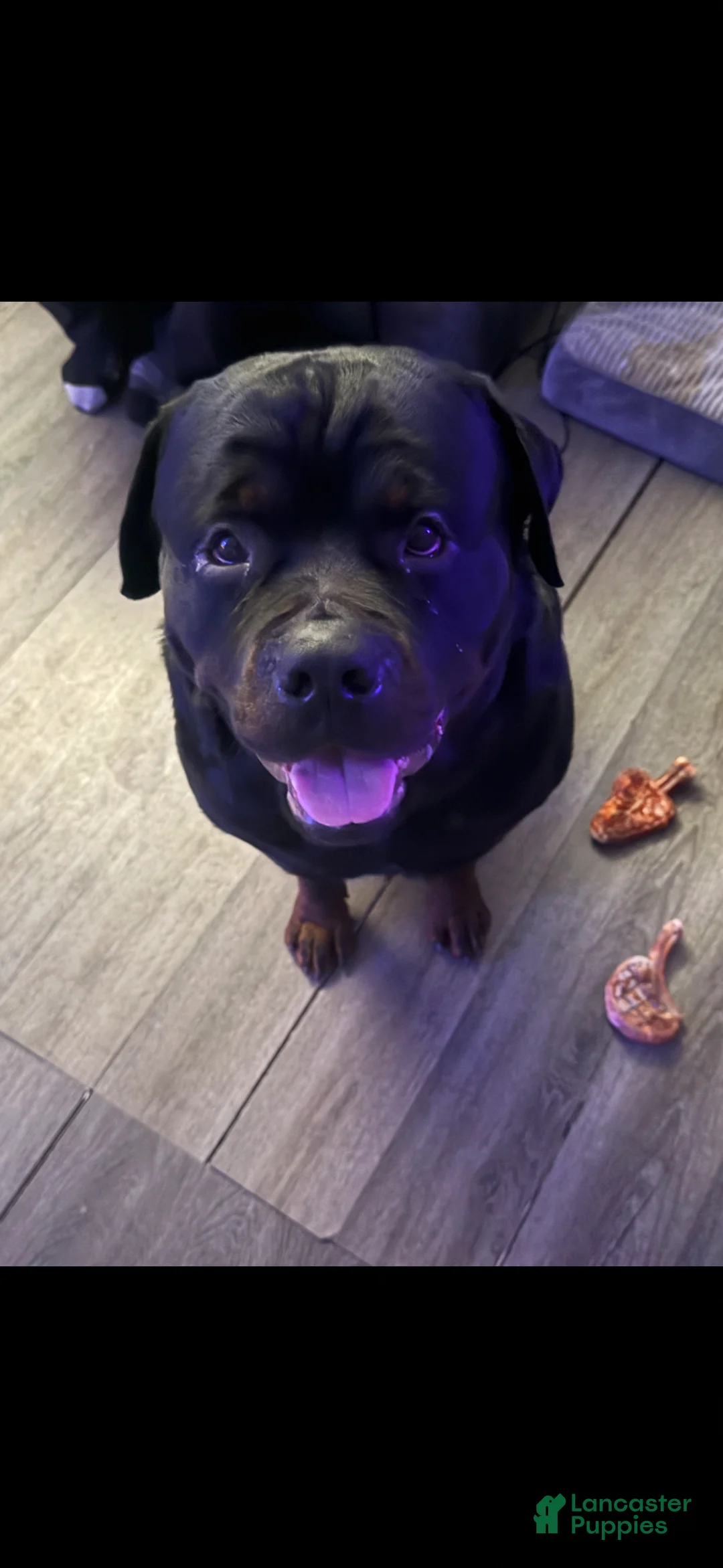 Rottweiler dogs for stud: Ace Rottweiler - Ad 2