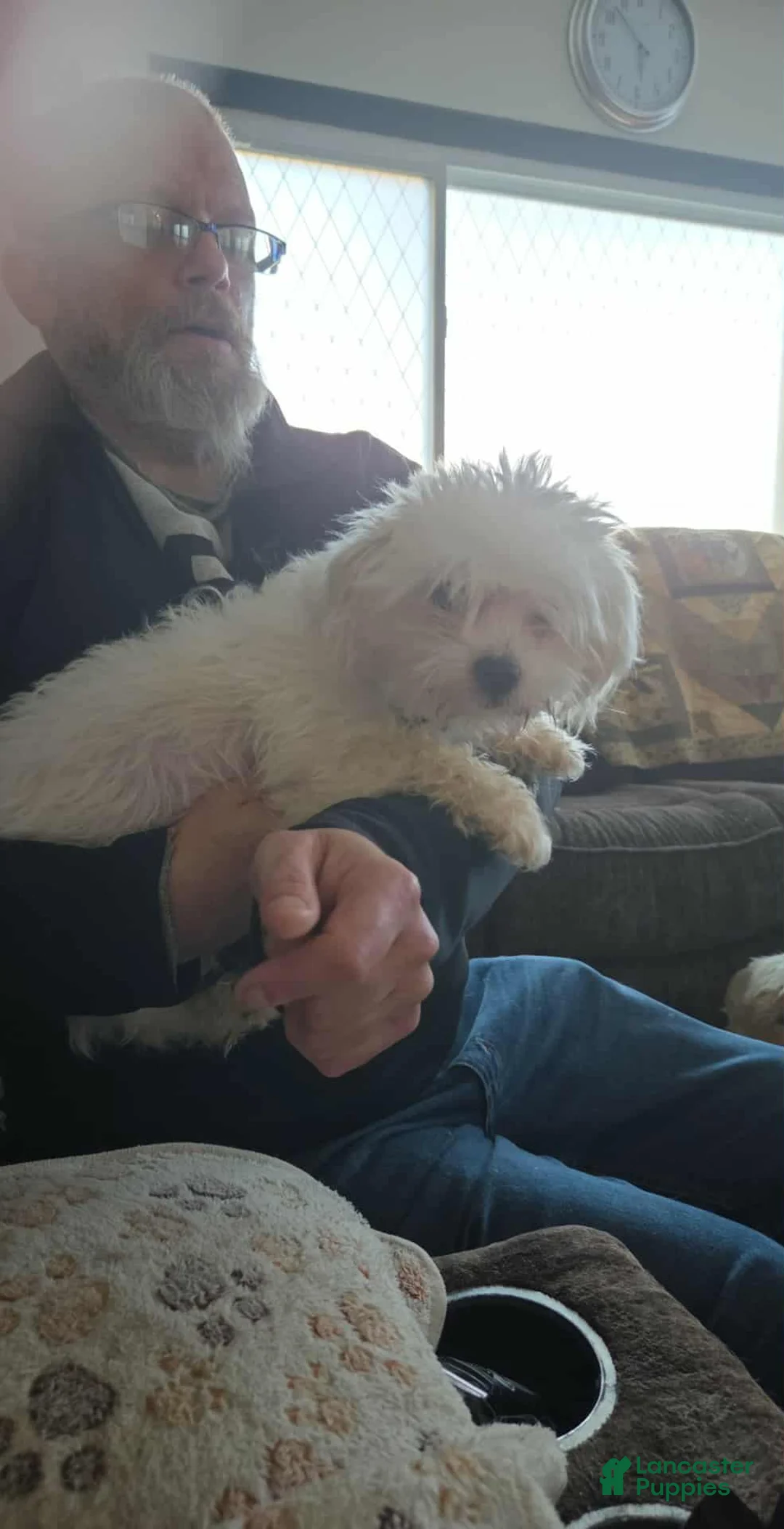 Malshi dogs for sale: Danny - Ad 2