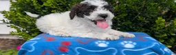 Mixed Breed dogs for sale: Dexter - Ad 4
