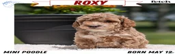 Miniature Poodle dogs for sale: Roxy - Ad 1
