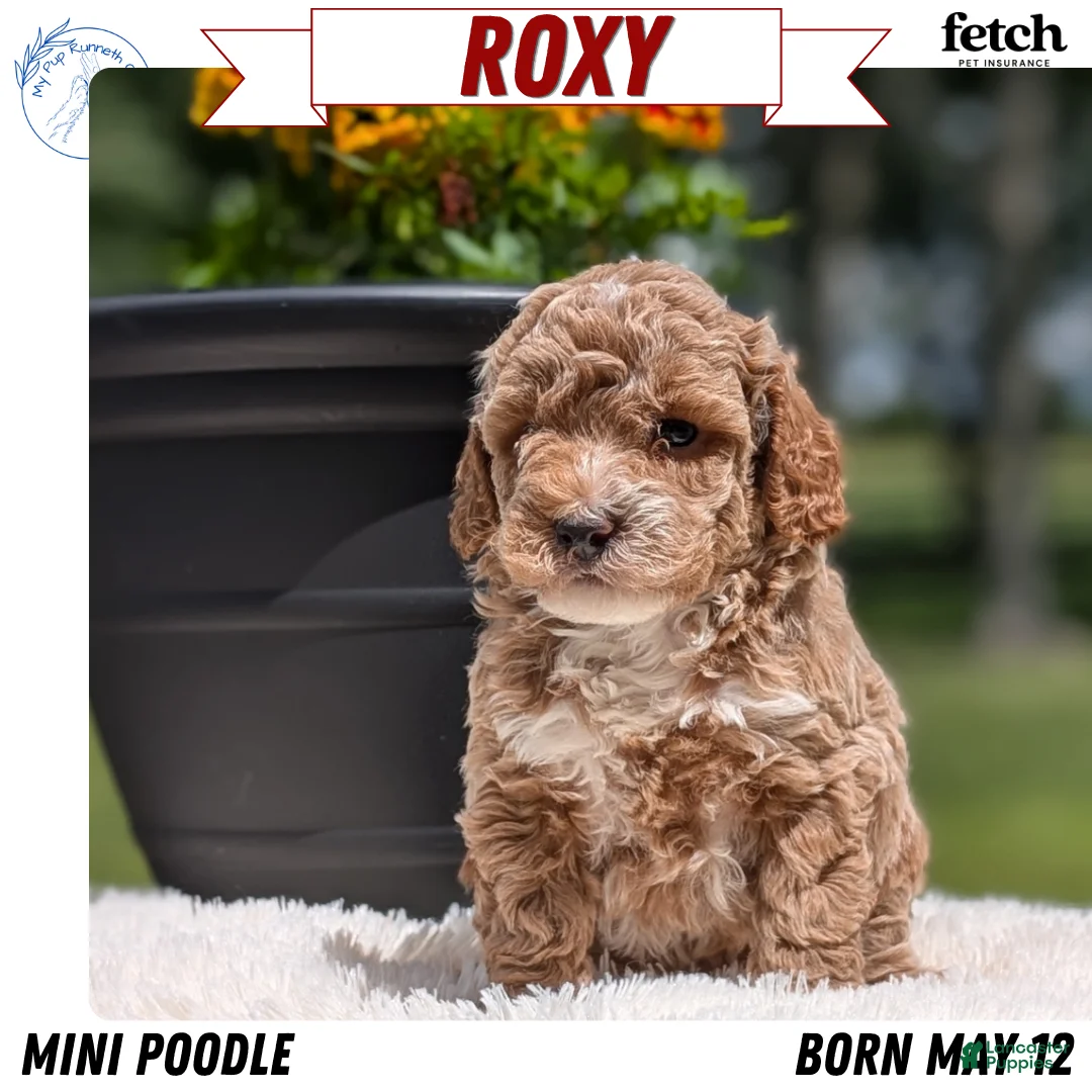 Miniature Poodle dogs for sale: Roxy - Ad 1