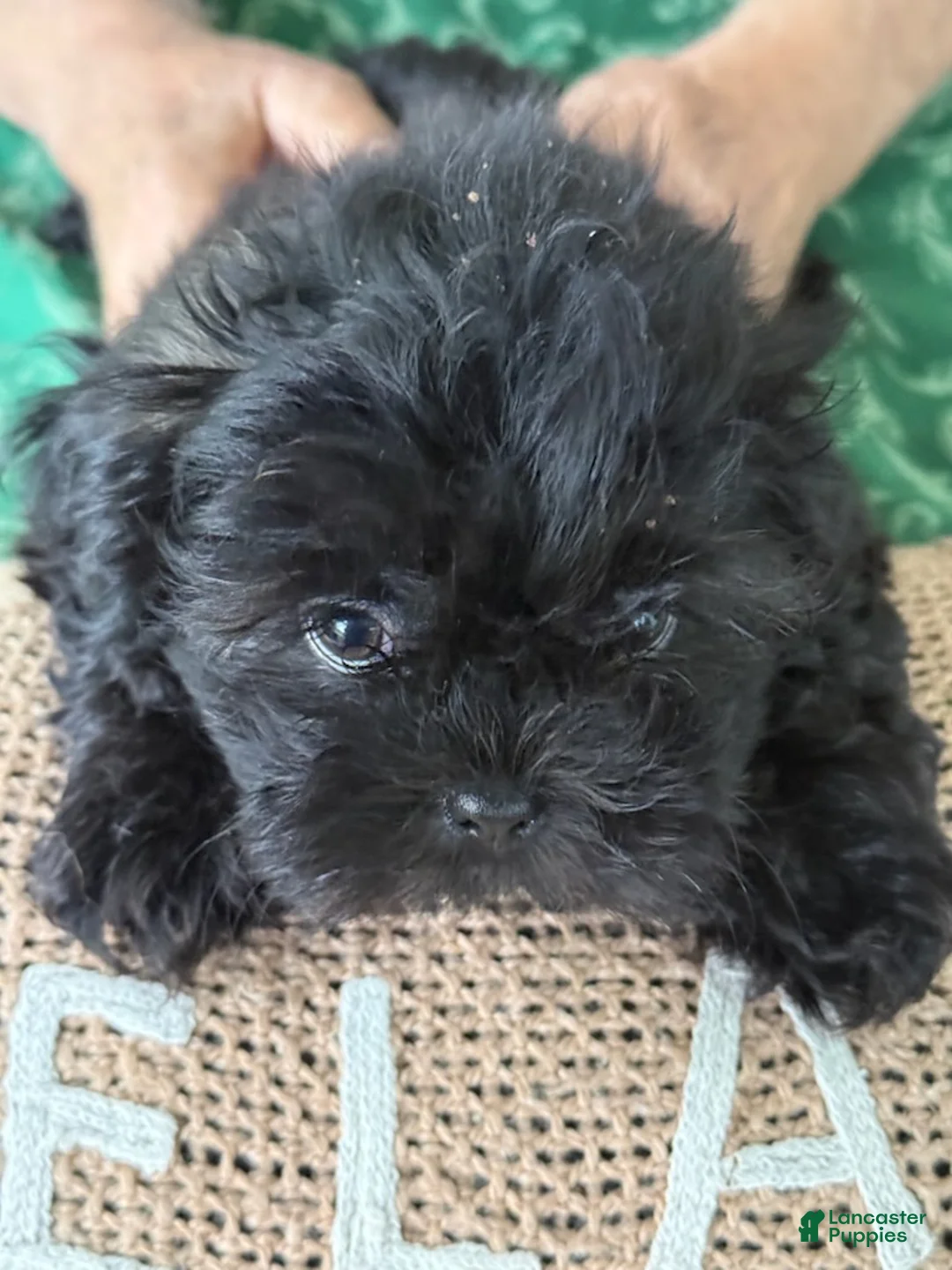 Shih Tzu dogs for sale: Bentley - Ad 2