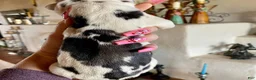 Great Dane dogs for sale: Obisidian Wildfire Ember - Ad 1