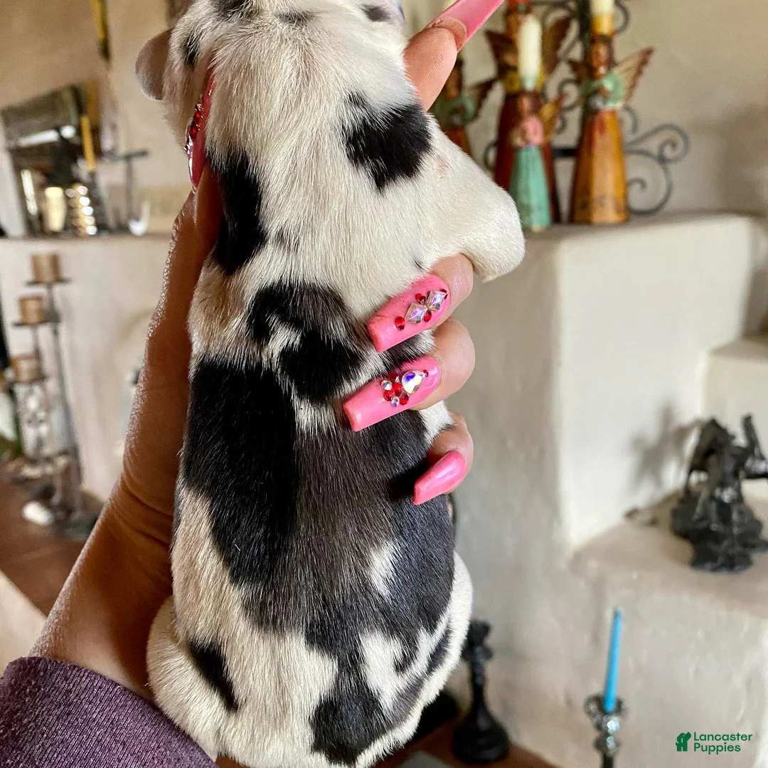 Great Dane dogs for sale: Obisidian Wildfire Ember - Ad 1