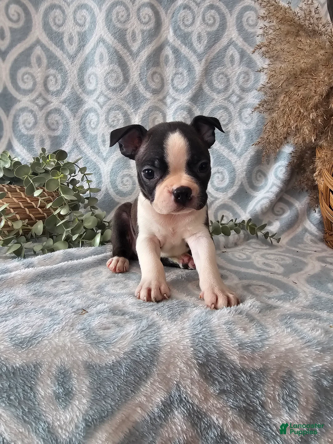 Boston Terrier dogs for sale: Boston Terrier Puppy 3 - Ad 7