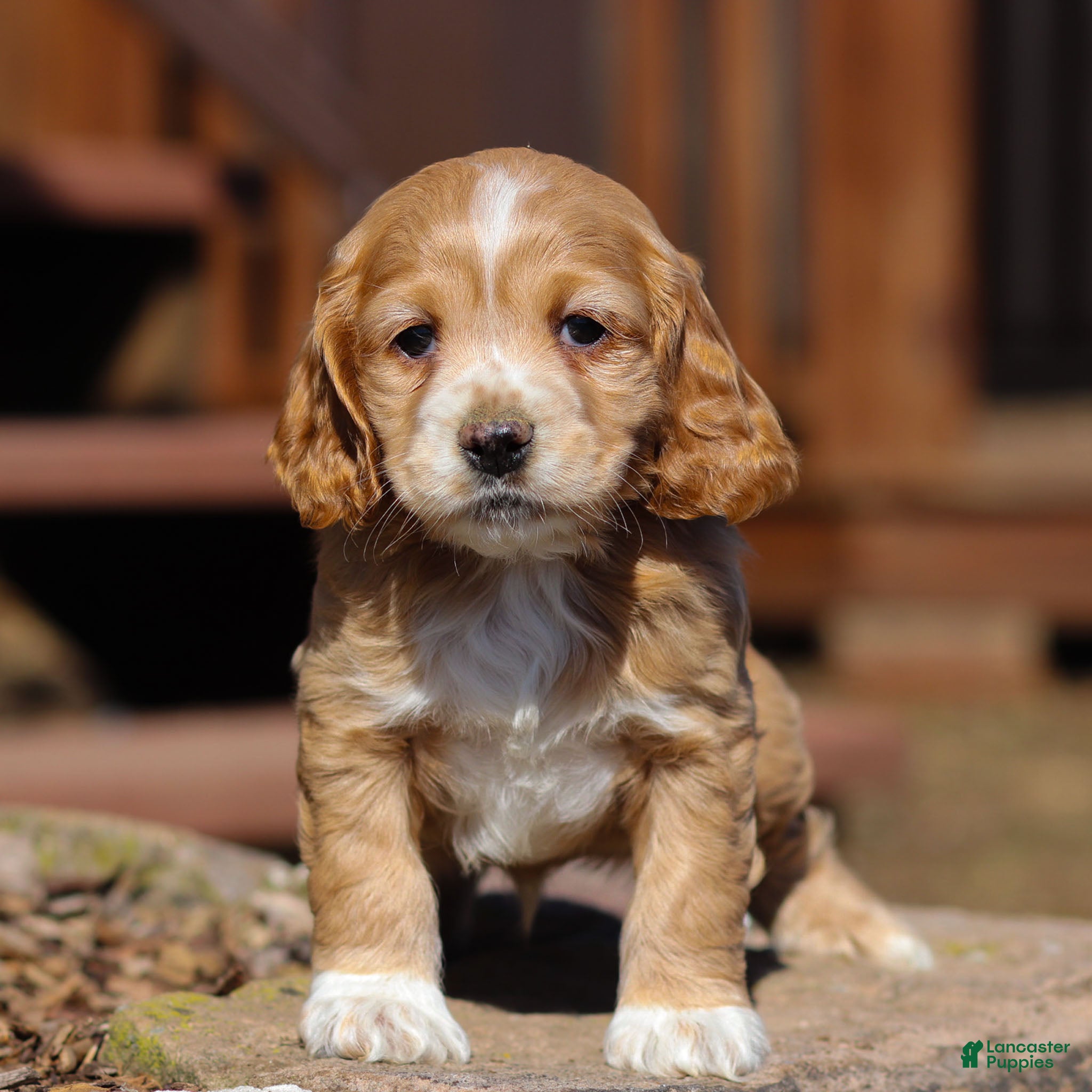 Cocker Spaniel dogs River Cocker Spaniel Puppy  - Ad 1