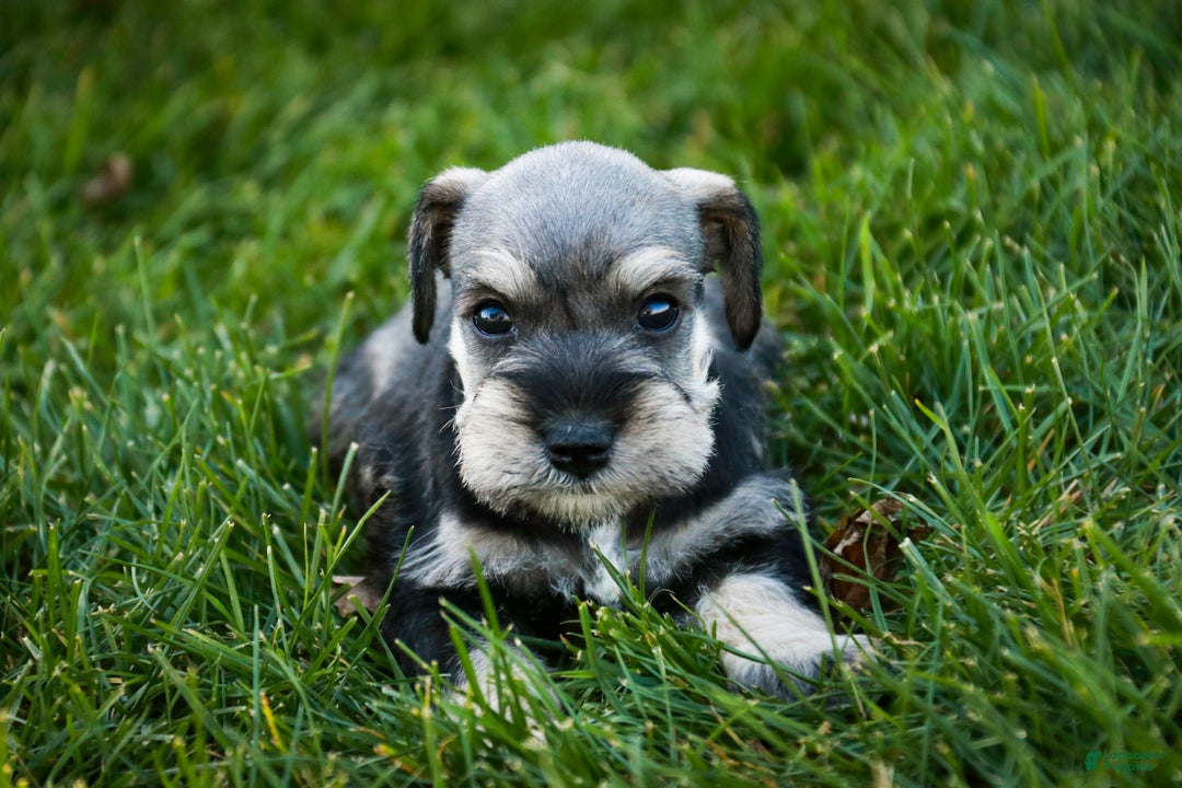 Miniature Schnauzer dogs for sale: Noelle - Ad 2
