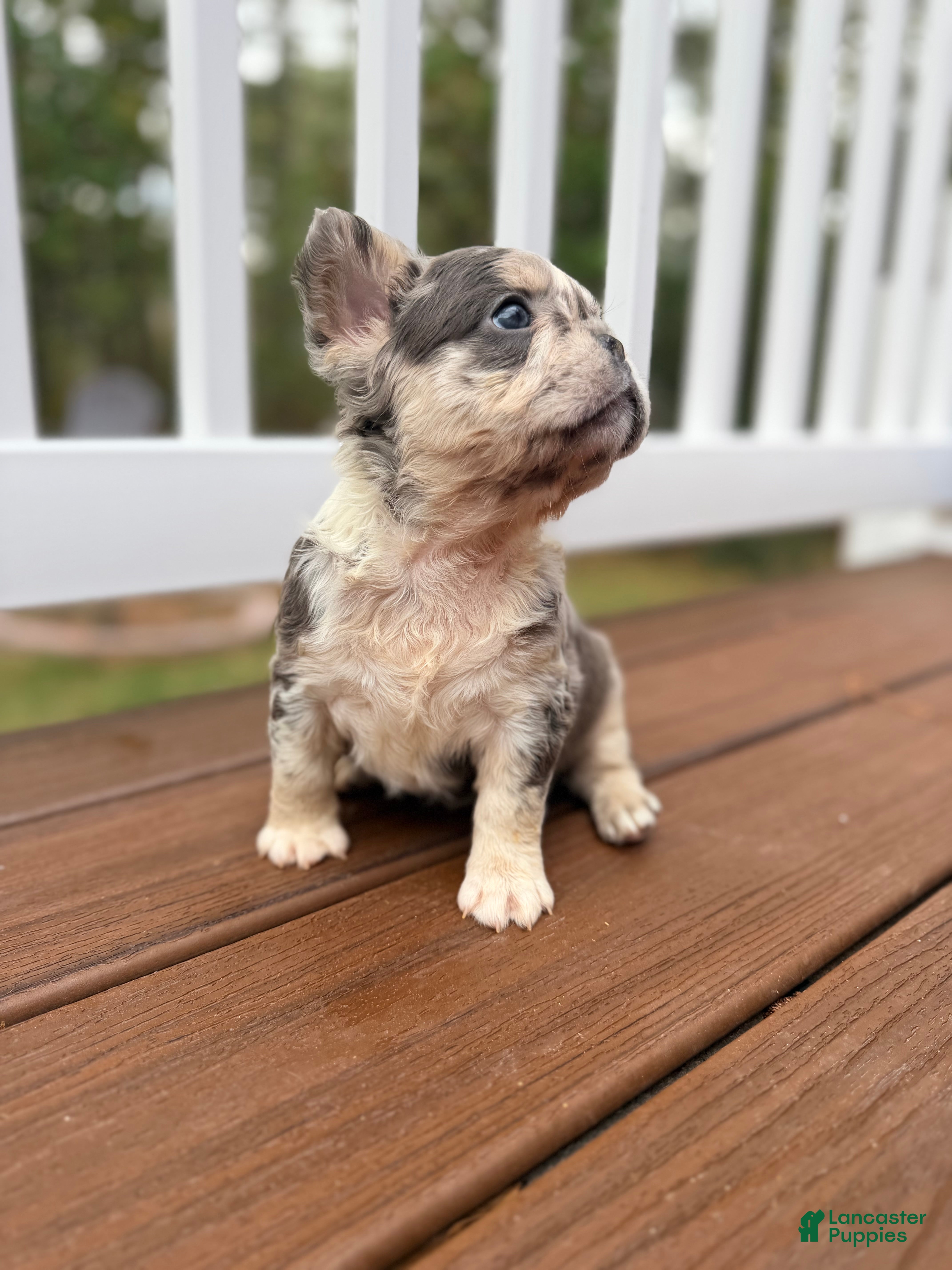 French Bulldog dogs for sale: Bella - Ad 1