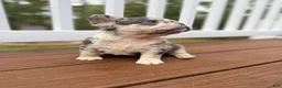 French Bulldog dogs for sale: Bella - Ad 1
