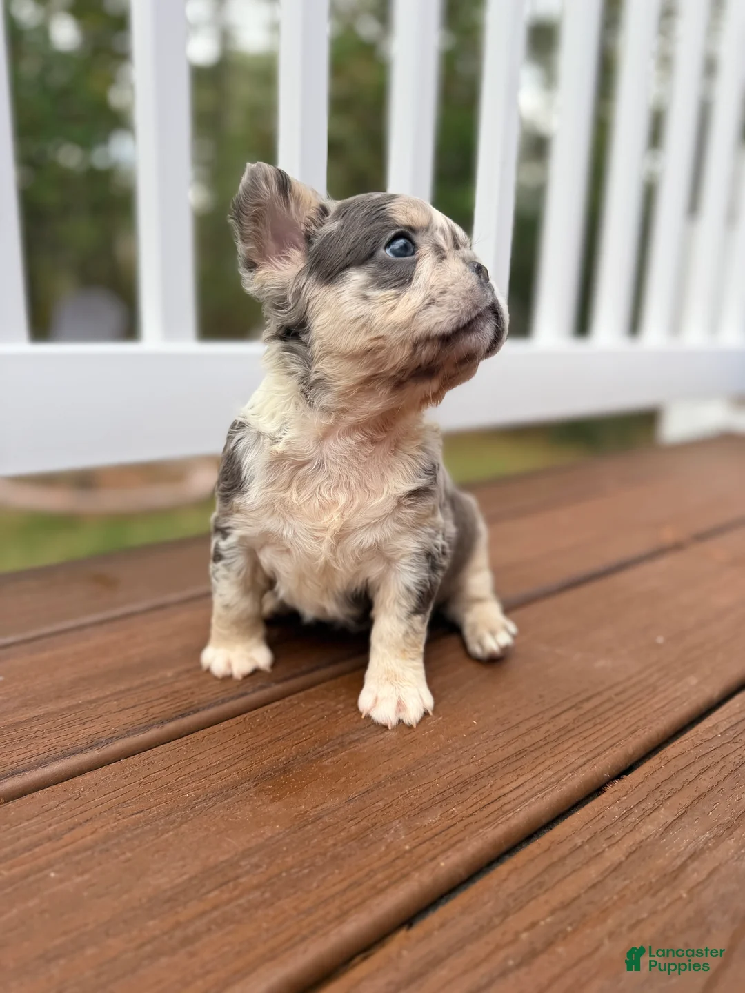 French Bulldog dogs for sale: Bella - Ad 1