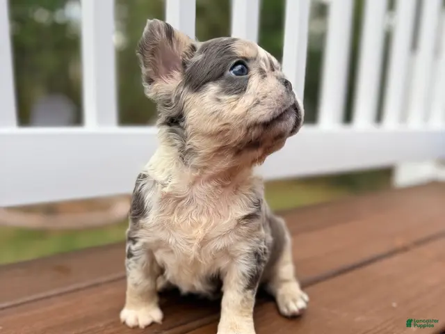 French Bulldog dogs for sale: Bella - Ad 1
