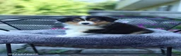 Australian Shepherd dogs for sale: Roxy - Ad 1
