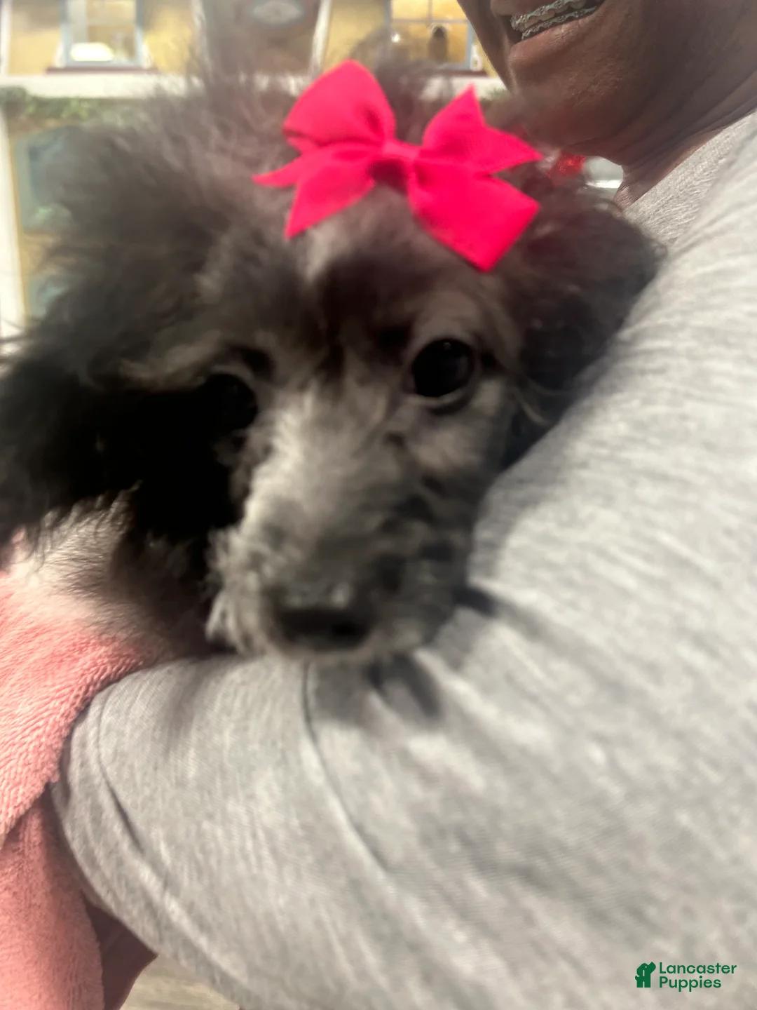 Pomapoo dogs for sale: Pomapoo Puppy 1 - Ad 2