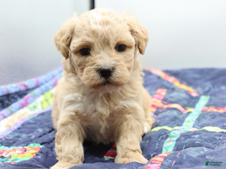 Maltipoo dogs Apricot female - Ad 1