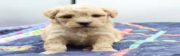 Maltipoo dogs for sale: Apricot female - Ad 1