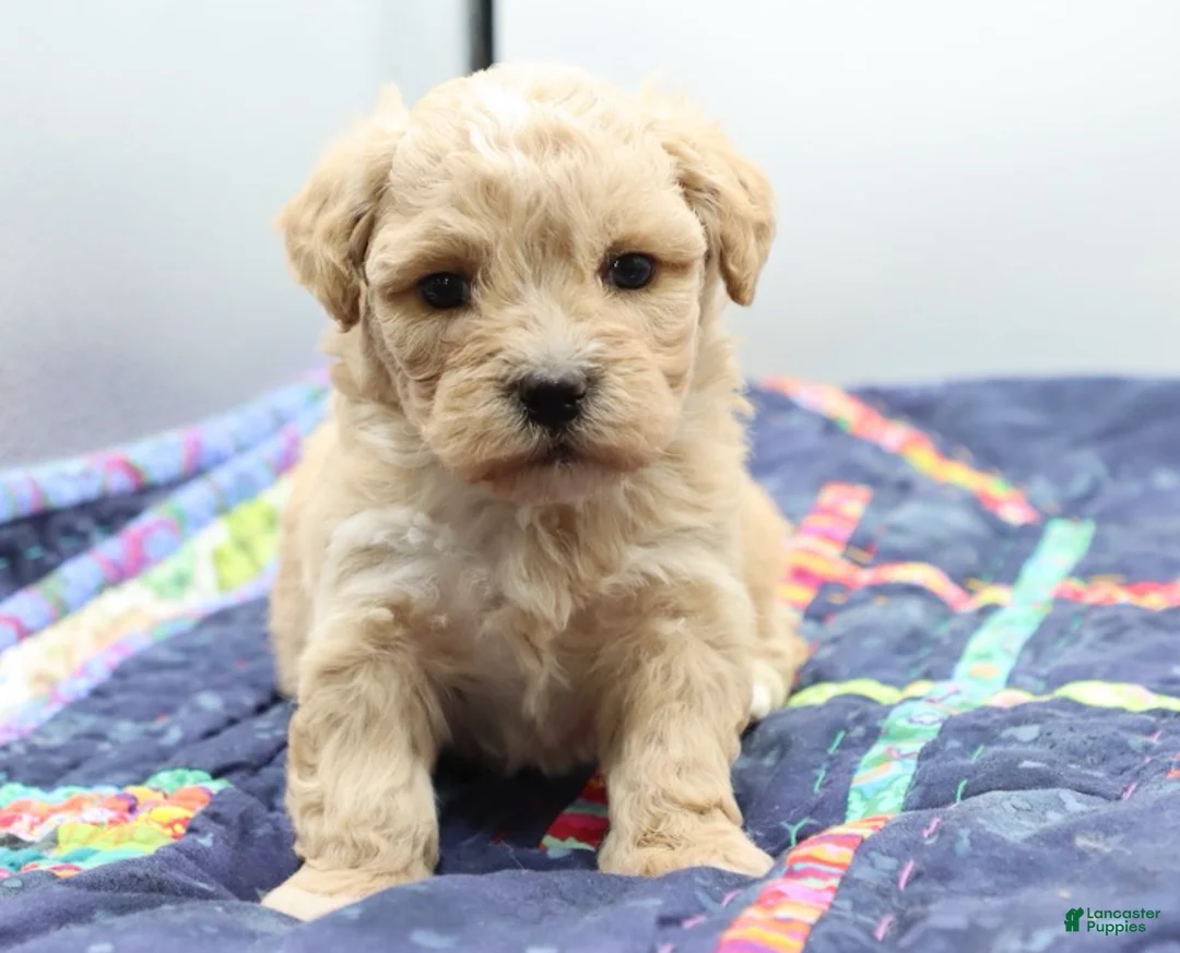Maltipoo dogs for sale: Apricot female - Ad 1