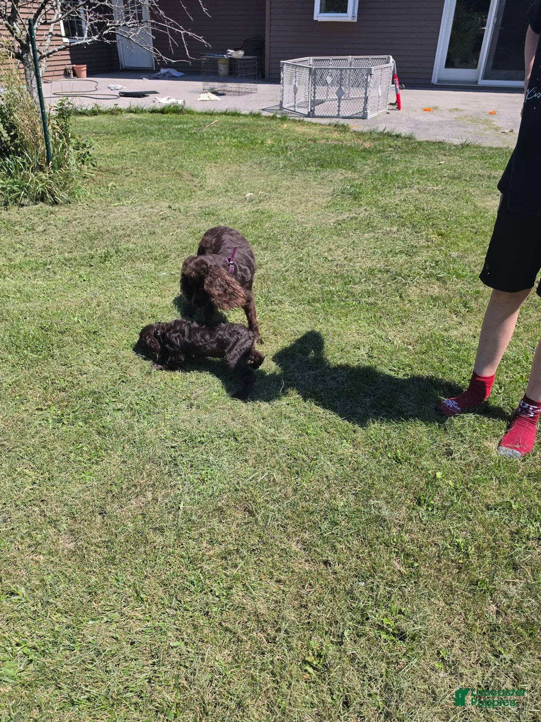 Boykin Spaniel dogs for sale: Boykin Spaniel 1 - Ad 3