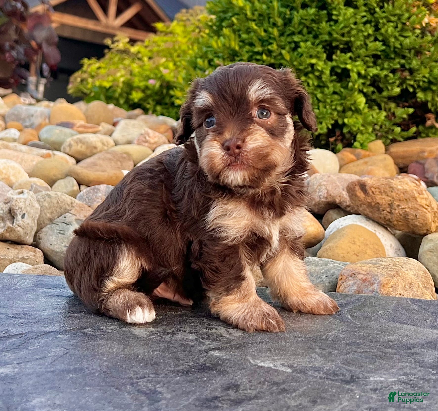 Havapoo dogs Tommy - Ad 2