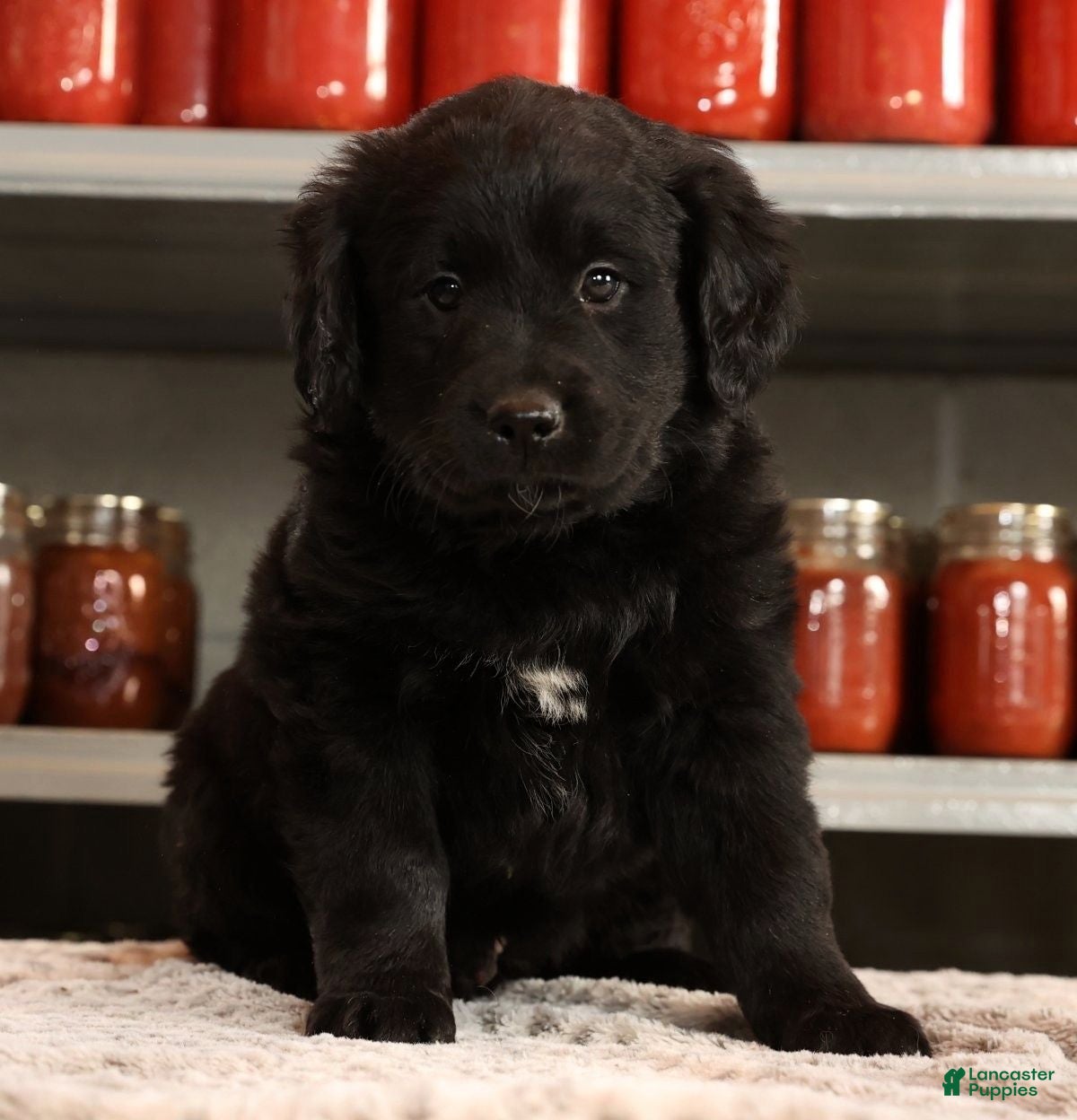 Mini Goldendoodle dogs Kendall - Ad 4