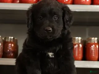 Mini Goldendoodle dogs Kendall - Ad 4