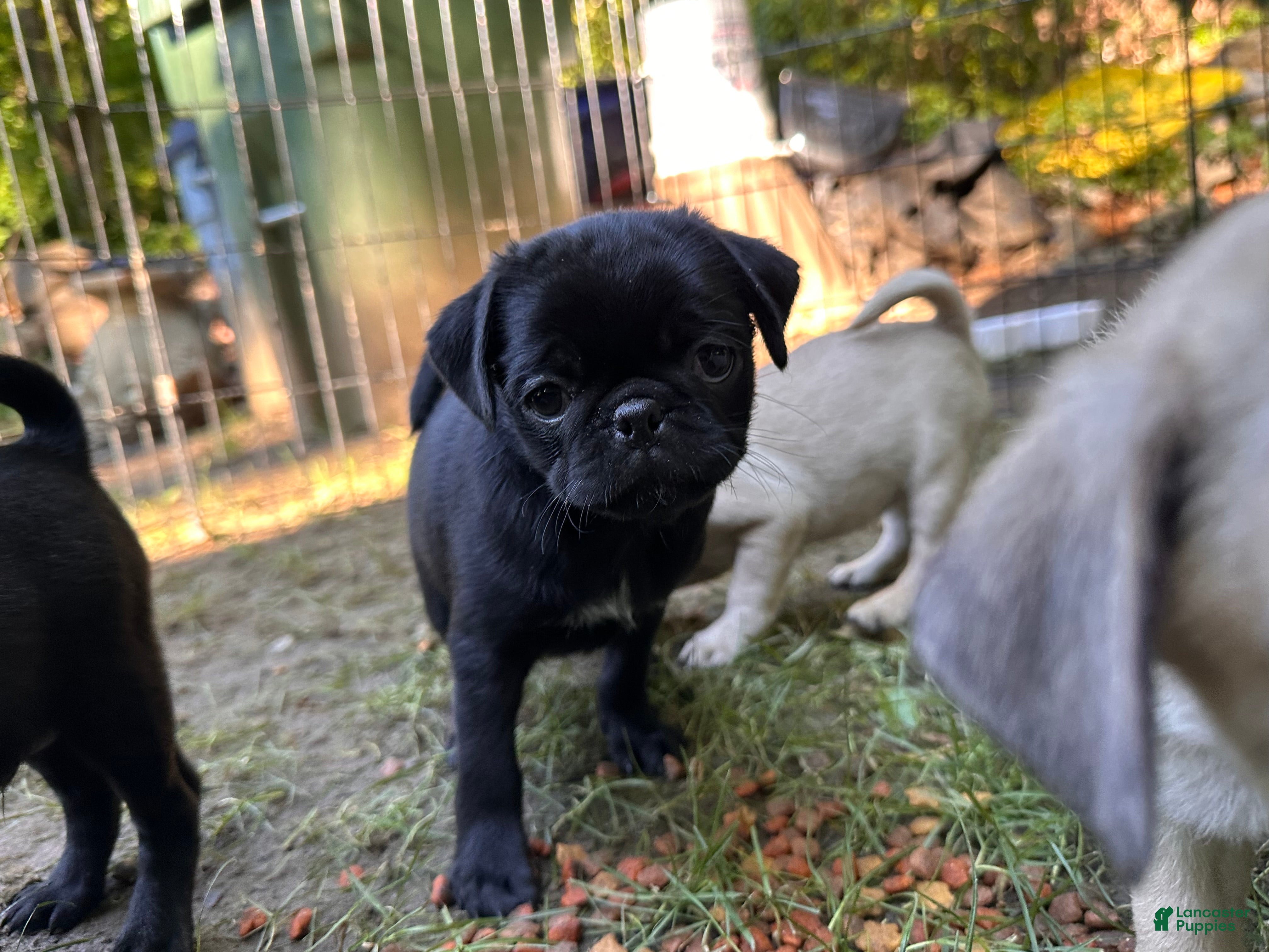 Pug dogs Lilly - Ad 6