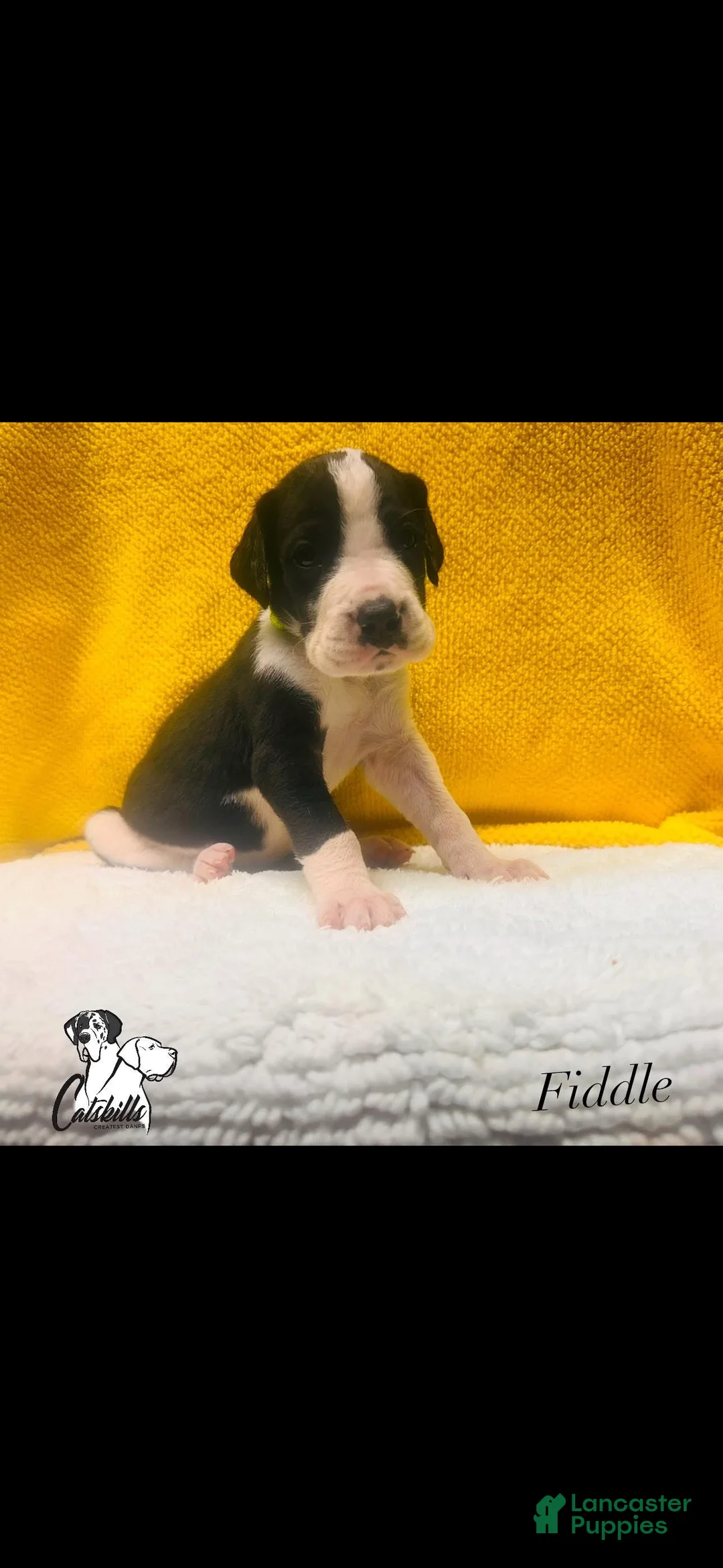 Great Dane dogs for sale: Fiddle  - Ad 1